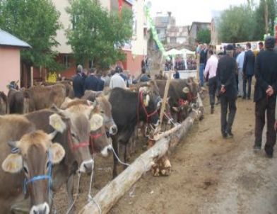 Orköy Projesi Kapsamında Köylülere Süt Sığırı Dağıtıldı.