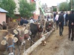 Orköy Projesi Kapsamında Köylülere Süt Sığırı Dağıtıldı.