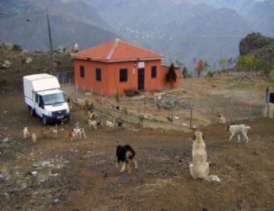 Gümüşhane’de Sokak Köpekleri Yemek Artıklarıyla Besleniyor