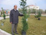 NEVZAT PALTA - Aksaray Belediyesi'nden Ağaçlandırma Çalışması