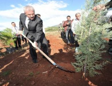 '81 İlde 81 Orman' Projesi