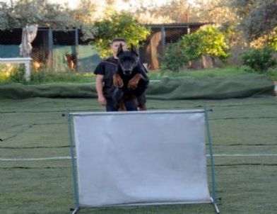 Doberman Cinsi Köpek Şampiyonaya Hazırlanıyor