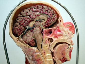 'Plastine' kadavra ile anatomi dersi