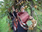 ŞEKER ORANI - Rize'de Kivi Hasadı Başladı