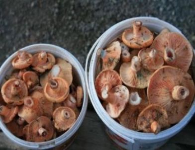 Taşköprü’de Mantar Bolluğu