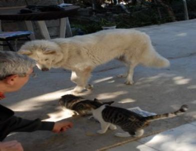 Fethiye De Kedi Köpek Dostluğu