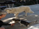 ZEYNA - Fethiye De Kedi Köpek Dostluğu