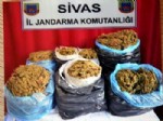 Sivas’ta 56 Kilo Esrar Ele Geçirildi