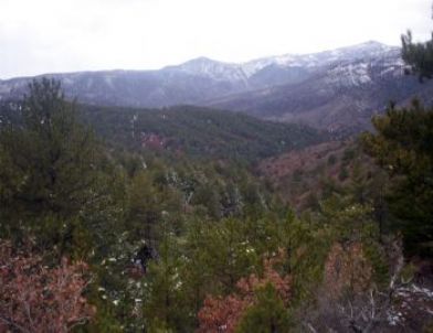 Sorgun Yaycılar Köyünde Bu Yıl Orman Kesimi Yapılmayacak