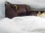 DARFUR - 2 milyon kişi tehlikede!
