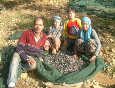 Öğrenciler Harçlığı Zeytinden Çıkartıyor