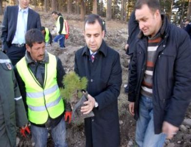 Sarıkamış’ta 1 Milyon 250 Bin Sarıçam Fidanı Dikildi