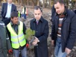 İLHAN ÖZBILEN - Sarıkamış’ta 1 Milyon 250 Bin Sarıçam Fidanı Dikildi