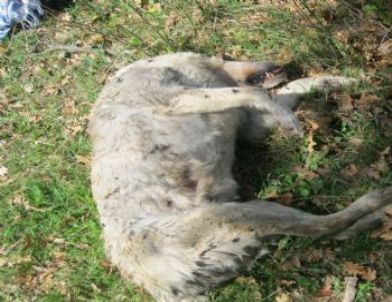 Erzurum’un Aşkale İlçesinde 8 Köpek Av Tüfeğiyle Vurularak Katledilmiş Hade Bulundu