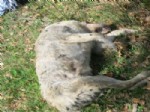 AHMET YAPTıRMıŞ - Erzurum’un Aşkale İlçesinde 8 Köpek Av Tüfeğiyle Vurularak Katledilmiş Hade Bulundu