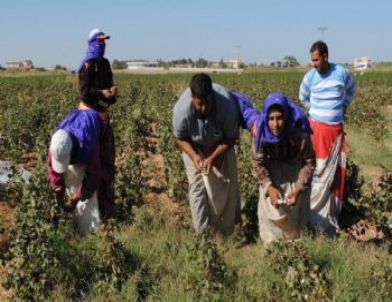 Pamuk Üretiminin Yüzde 54’ü Şanlıurfa’da