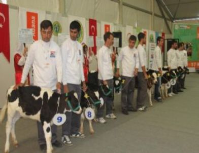 6. Tarım Fuarı Kapsamında “damızlık İnek Yarışması” Yapıldı
