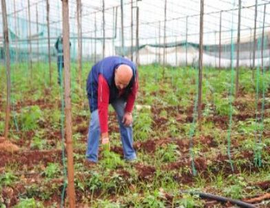 Domates Serasında 10 Bin Kök Hint Keneviri Yetiştirmiş