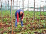 KARAGEDIK - Domates Serasında 10 Bin Kök Hint Keneviri Yetiştirmiş