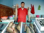 AYNALı SAZAN - Kahta'da Balık Kültürü Gelişiyor