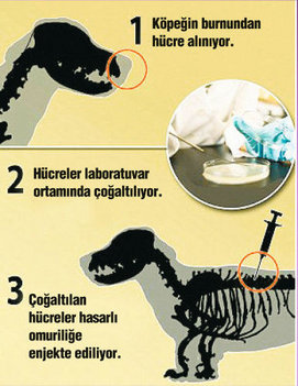Felcin çaresi 'burun'daymış
