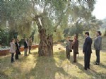 DOĞANLı - Asırlık Zeytin Ağaçlarını Korkuma Çalışması