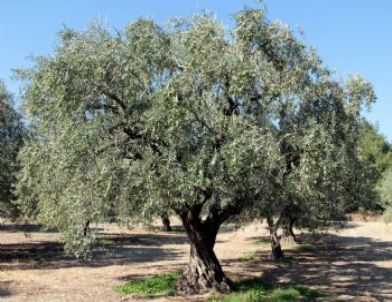 Zeytinci Yol Haritasını Çizecek