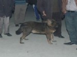 Alev Alev Yanan Dükkanda Mahsur Kalan Köpeği, İtfaiye Kurtardı