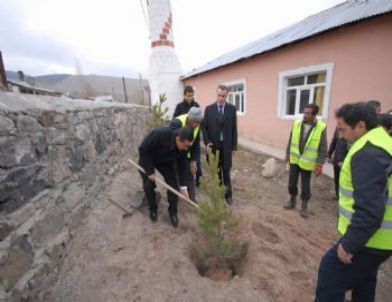 Sarıkamış’ta Cami Bahçelerine Şarıçam Fidanı Dikiliyor