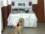 Muş’ta Uyuşturucu Operasyonu