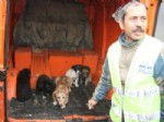 ERTUĞRUL TANRıKULU - Otoban Bırakılan Köpekler Başkan Yardımcısını Kızdırdı