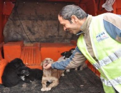 Otoyolda Ölüme Terk Edilen Yavru Köpekleri, Karayolları Görevlileri Kurtardı