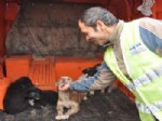 ERTUĞRUL TANRıKULU - Otoyolda Ölüme Terk Edilen Yavru Köpekleri, Karayolları Görevlileri Kurtardı