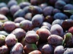 Zeytin İhracatında Artış