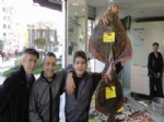 KALKAN BALIĞI - Akçakoca'da Kalkan Balığı El Yakıyor, Ama Yok Satıyor