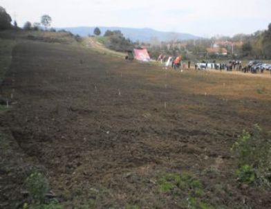 Cevizler Toprakla Buluştu