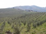 BORLU - Köprübaşı’nda Zeytin Bereketi