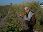 Batak Ovası'ndaki Domatesler Battı