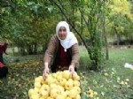 VARİS - Erzurum’da Ayva Hasadı Başladı
