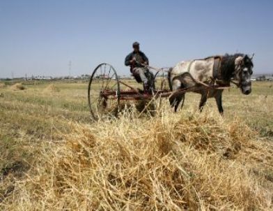 Gürcistan'dan Ot İthalatının Önündeki Engel Kaldırıldı