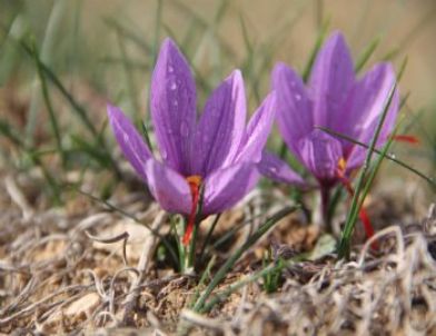 'mucize Bitki' Safranın Hasadı Düzenlenen Törenle Başladı