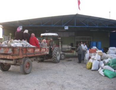 Erzin’de Zeytin Hasadı Başladı