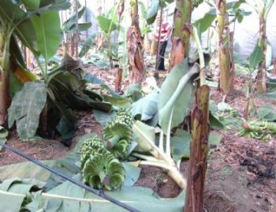 Bozyazı’da Muz Serası Tahrip Edildi