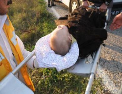 Yaralı Anne Yavrusu İçin Ağladı