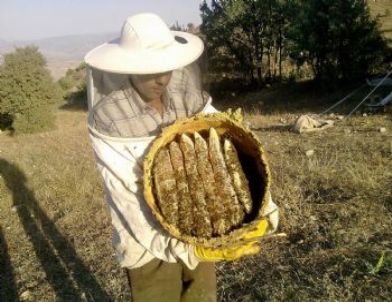 Yerli Arı İrkıyla Anzer Balı Üretti