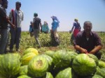 HALİL MUTLU - 'Mevsimlik Tarım İşçileri' Araştırmasının Sonuçları İç Açıcı Değil (özel)