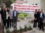 TURAN ÇOLAK - Organ Nakli Derneği Aşure Dağıttı