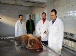 ACıSU - Sarıkamış'ta Öldürülen Ayı Yavrusu Hayvanseverleri Harekete Geçirdi