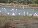 KıLKUYRUK - Aliağa, Flamingolarla Renklendi