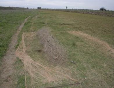 Suriyeliler Yapay Kuş Sesiyle Şahin Avında